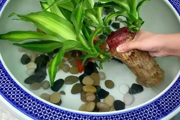 如何水培巴西木，每隔10天添加一次氮肥等肥料