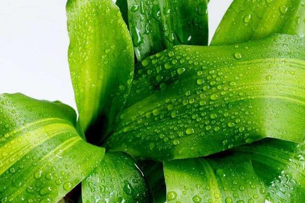 如何水培巴西木，每隔10天添加一次氮肥等肥料