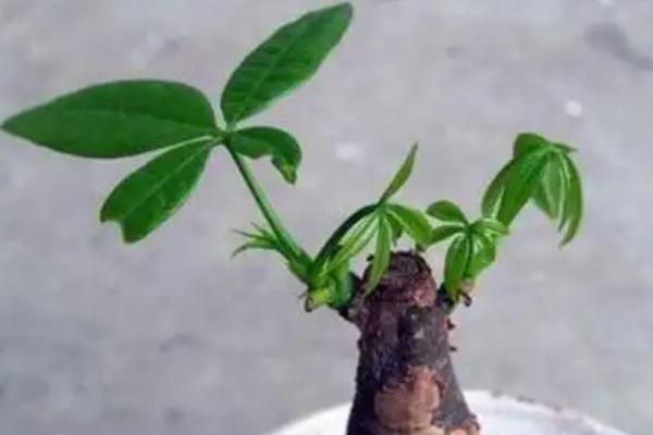 哪个是发财树的芽眼，枝干上白色的、尖尖的就是芽眼