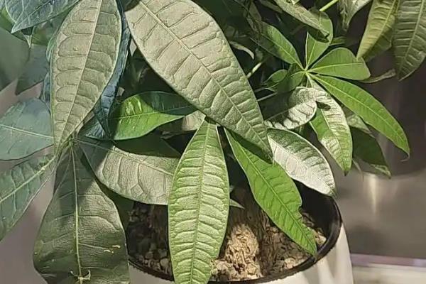 哪个是发财树的芽眼，枝干上白色的、尖尖的就是芽眼