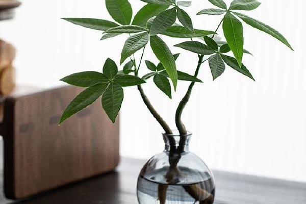 哪个是发财树的芽眼，枝干上白色的、尖尖的就是芽眼