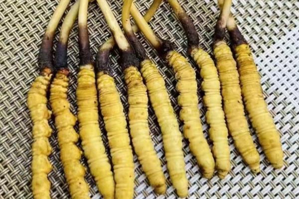 冬虫夏草特级品和一级品的区别，特级品是商家自定义分级当前没有标准