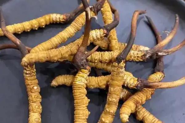 冬虫夏草特级品和一级品的区别，特级品是商家自定义分级当前没有标准