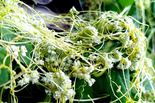 绿色植物晚上释放什么，会释放二氧化碳