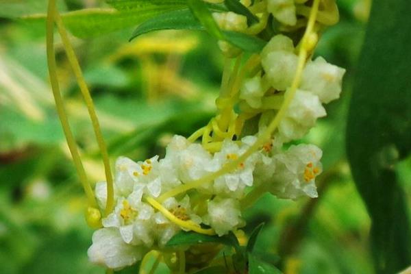 绿色植物晚上释放什么，会释放二氧化碳