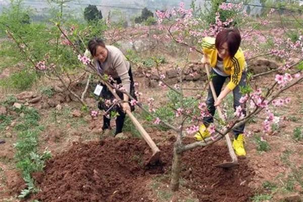 广东过年怎样种植桃花，在每年9-10月份进行