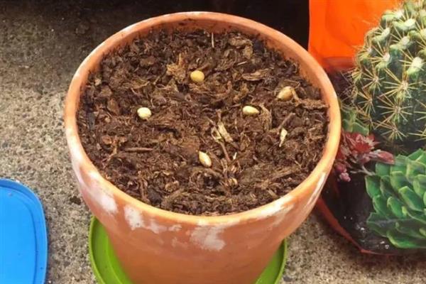 广东过年怎样种植桃花，在每年9-10月份进行