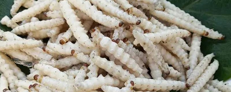 竹虫的养殖技术，要定期给竹子施肥
