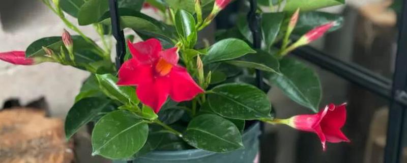 双喜藤的养殖方法，适合生长在较为肥沃的环境中