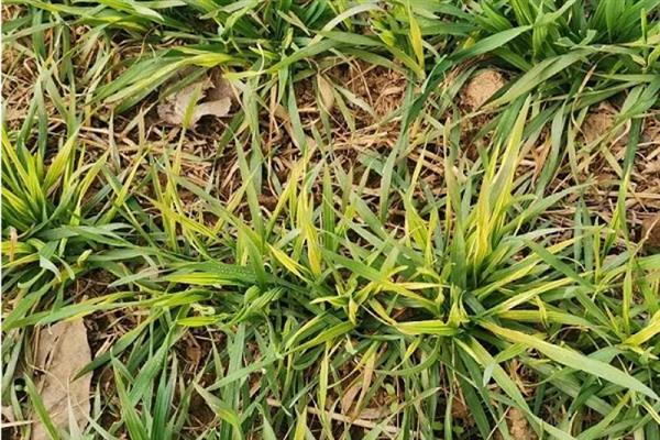 小麦黄化的发生原因，可能是土壤肥力不足或土壤板结所致