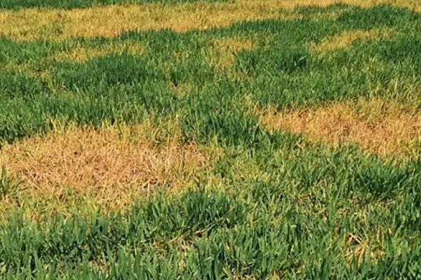 小麦黄化的发生原因，可能是土壤肥力不足或土壤板结所致