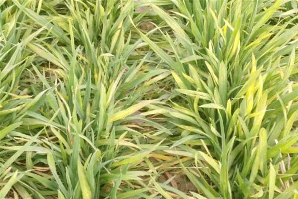 小麦黄化的发生原因，可能是土壤肥力不足或土壤板结所致