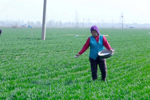 小麦黄化的发生原因，可能是土壤肥力不足或土壤板结所致