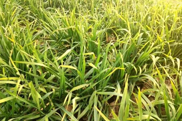 小麦黄化的发生原因，可能是土壤肥力不足或土壤板结所致