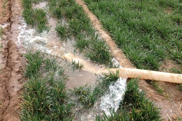 小麦黄化的发生原因，可能是土壤肥力不足或土壤板结所致