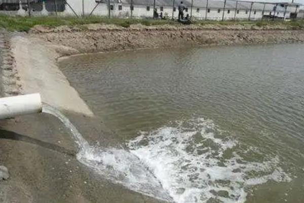 如何养殖罗非鱼才能快速生长，达到一定规格后每天投喂2次