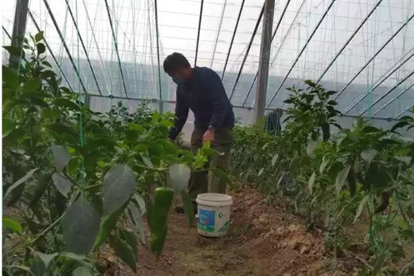 大棚蔬菜地肥害的处理方法，要控制好化肥的用量
