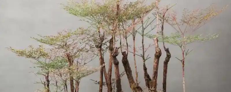南天竹可以长到什么程度，最高能达到1-3米左右