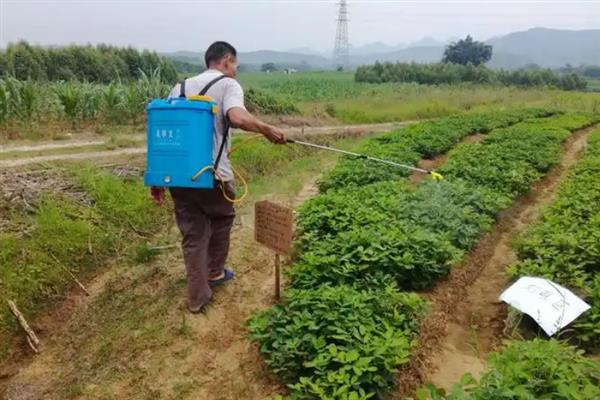 花生后期能不能控旺，后期控旺容易造成早衰