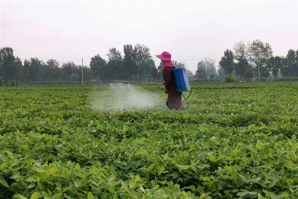 花生后期能不能控旺，后期控旺容易造成早衰