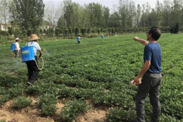 花生后期能不能控旺，后期控旺容易造成早衰