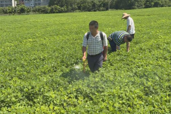 花生后期能不能控旺，后期控旺容易造成早衰