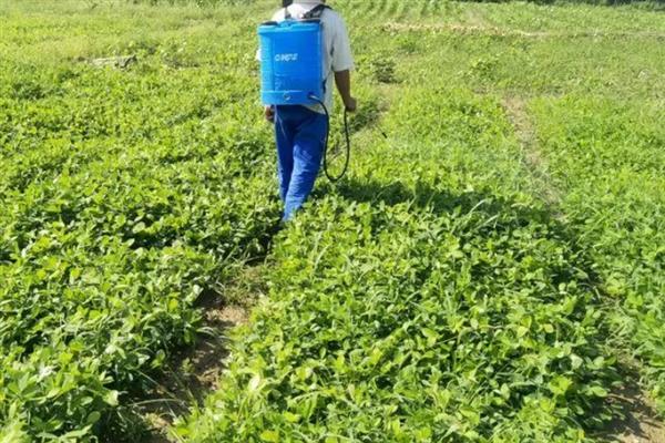 花生后期能不能控旺，后期控旺容易造成早衰