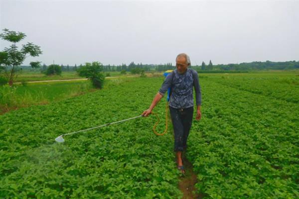 花生后期能不能控旺，后期控旺容易造成早衰