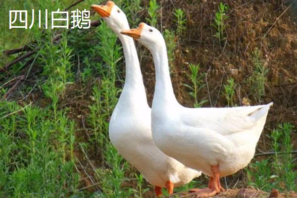 大白鹅养多长时间会开始产蛋，不同品种的开产年龄有区别