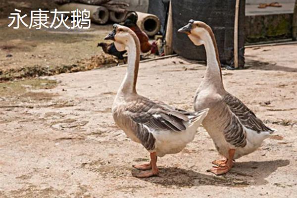 大白鹅养多长时间会开始产蛋，不同品种的开产年龄有区别
