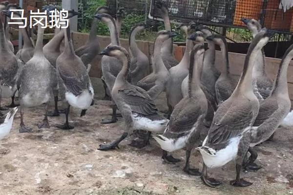大白鹅养多长时间会开始产蛋，不同品种的开产年龄有区别