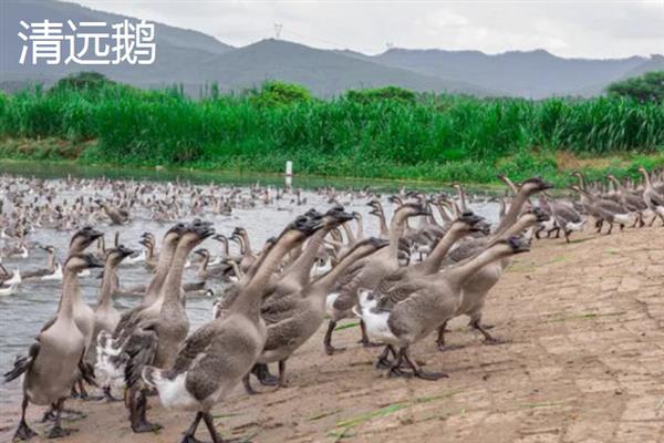 大白鹅养多长时间会开始产蛋，不同品种的开产年龄有区别