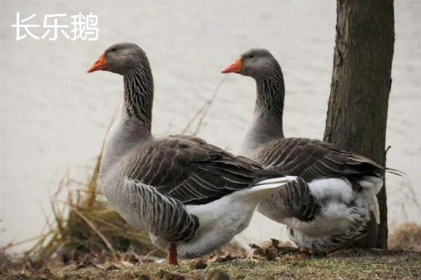大白鹅养多长时间会开始产蛋，不同品种的开产年龄有区别