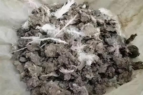 大白鹅养多长时间会开始产蛋，不同品种的开产年龄有区别