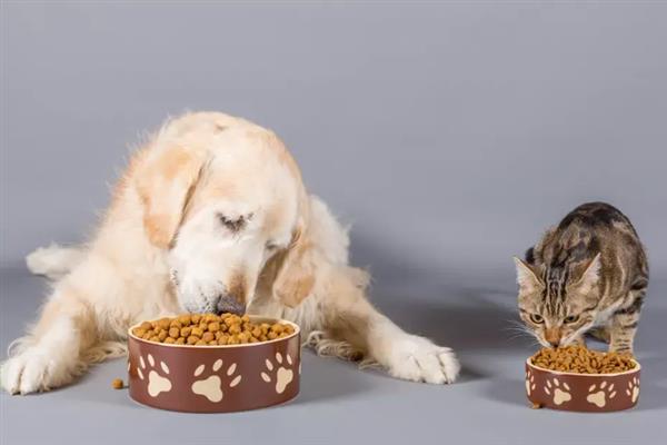 狗吃猫粮的危害，会引发肠胃不适、肾脏并发症等症状