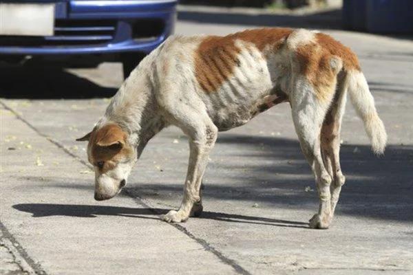 狗吃猫粮的危害，会引发肠胃不适、肾脏并发症等症状