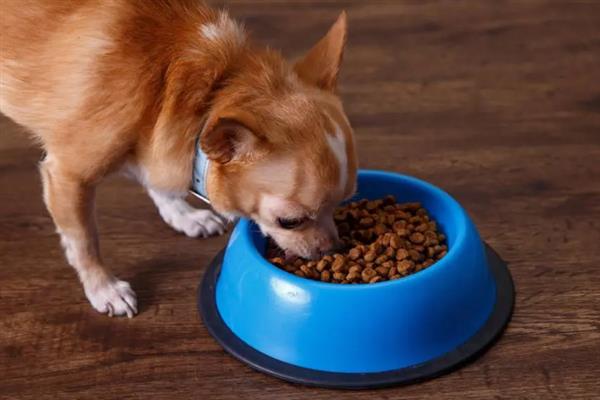 狗吃猫粮的危害，会引发肠胃不适、肾脏并发症等症状