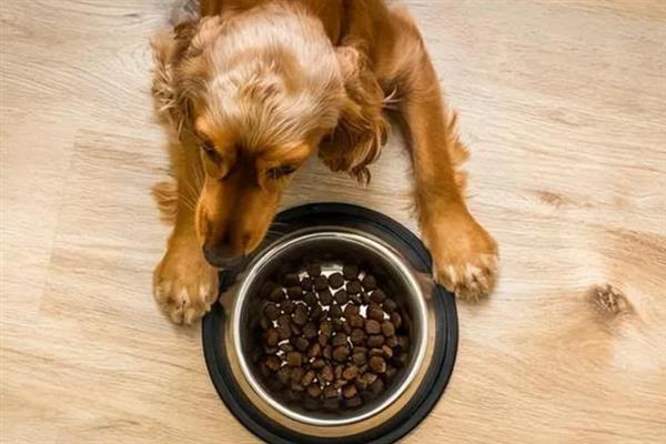狗吃猫粮的危害，会引发肠胃不适、肾脏并发症等症状
