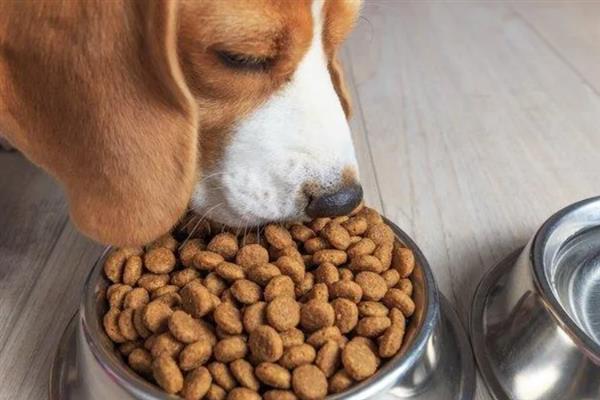 狗吃猫粮的危害，会引发肠胃不适、肾脏并发症等症状