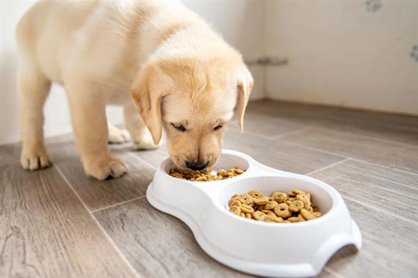 狗吃猫粮的危害，会引发肠胃不适、肾脏并发症等症状