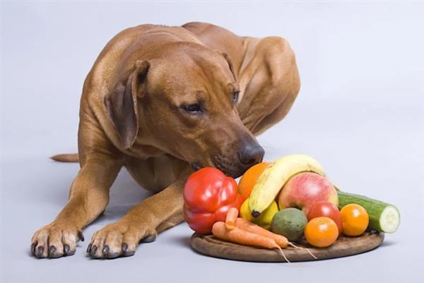 狗吃猫粮的危害，会引发肠胃不适、肾脏并发症等症状