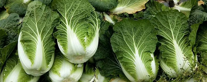 蔬菜的种类，分为叶菜类、根菜类、豆荚类等