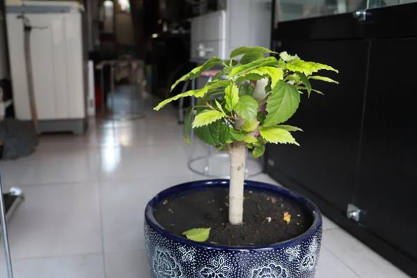 木菊花和木槿花是一样的吗，二者是同一种植物