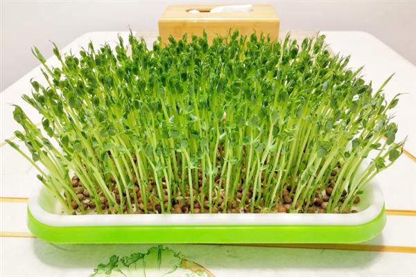 芽苗蔬菜的特点，其种类繁多且营养丰富