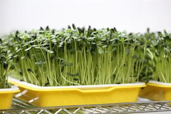 芽苗蔬菜的特点，其种类繁多且营养丰富