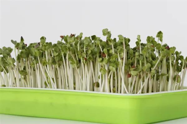 芽苗蔬菜的特点，其种类繁多且营养丰富