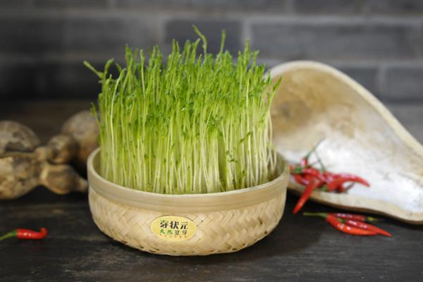 芽苗蔬菜的特点，其种类繁多且营养丰富