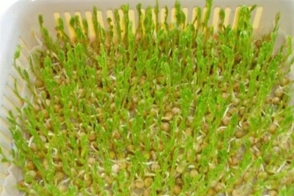 芽苗蔬菜的特点，其种类繁多且营养丰富