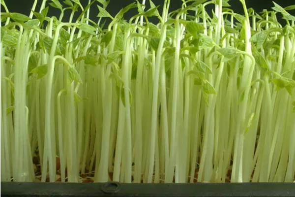 芽苗蔬菜的特点，其种类繁多且营养丰富