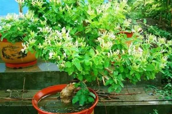金银花黄叶掉叶的原因，浇水一定不可过量